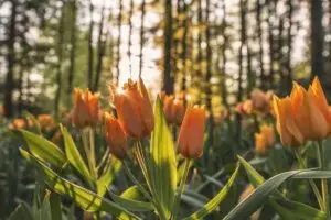 Leia mais sobre o artigo Tendências da moda retrô em 2025: o que esperar?